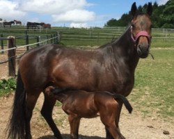 Springpferd Royal Lilly (Deutsches Reitpferd, 2018, von Zazou de Waidhof)