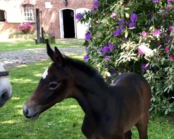 stallion Cornet Champ ZD (Holsteiner, 2018, from Congress 4)