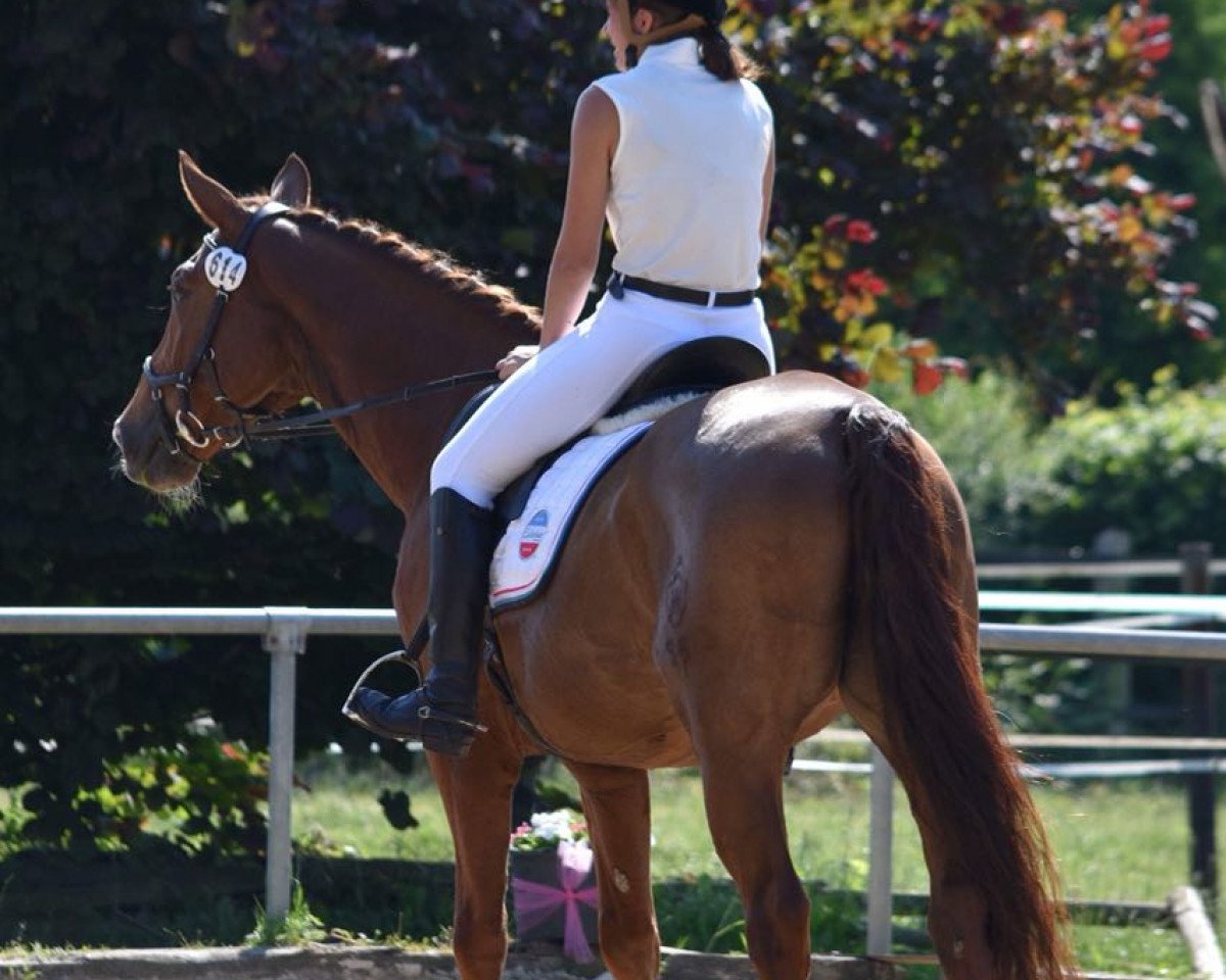 Dressurpferd Dreaming Joe (Westfale, 2006, von Dream On)