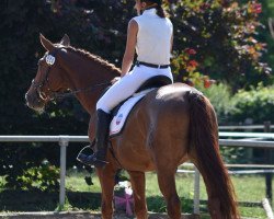 dressage horse Dreaming Joe (Westphalian, 2006, from Dream On)