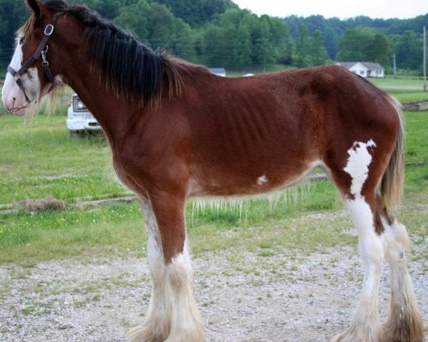 Pferd Mistyland Jade (Clydesdale, 2015, von Westwood Royal H.C. Dennis)