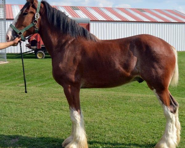 Pferd Mistyland Jacob (Clydesdale, 2011, von Gregglea HC Nihilator)