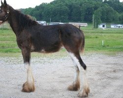 horse Mistyland Hope (Clydesdale, 2015, from Willow Way Marshall)