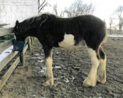 horse Blue's Spirit Gabriel (Clydesdale, 2018, from Blue's Spirit Sugar Ray)