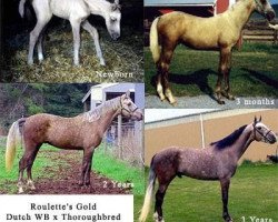 Deckhengst Roulette's Gold (KWPN (Niederländisches Warmblut), 1998, von Anriejetto)