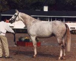 stallion Anriejetto (KWPN (Royal Dutch Sporthorse), 1982, from Afrikaner xx)