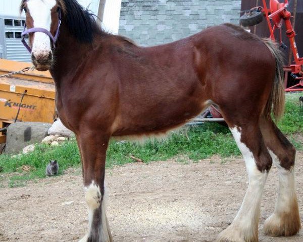 broodmare Mistyland Faith (Clydesdale, 2013, from Pinnacle's Chancellor)