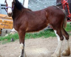 broodmare Mistyland Faith (Clydesdale, 2013, from Pinnacle's Chancellor)