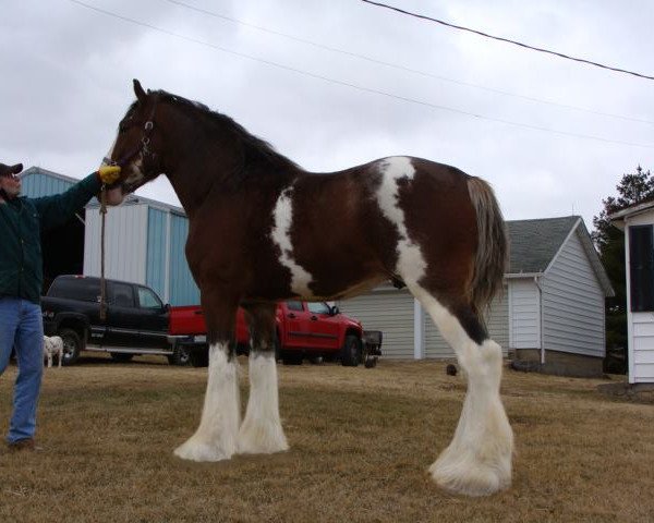 horse Mistyland Cooper (Clydesdale, 2010, from Pinnacle's Lucky Strike)