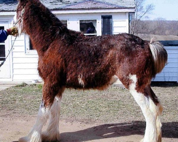 Pferd Mistyland Chloe (Clydesdale, 2012, von Westwood Royal H.C. Dennis)