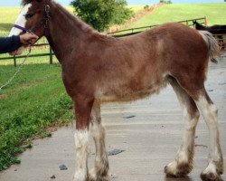 horse Mistyland Cherokee (Clydesdale, 2014, from Pinnacle's Chancellor)