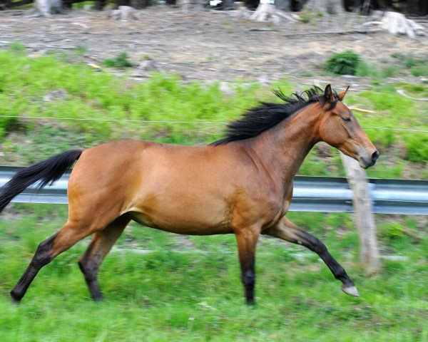 broodmare Quenca N (Oldenburg show jumper, 2017, from Quiwi Dream)