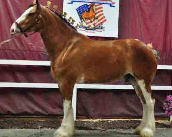 Pferd Mistyland Charlie Brown (Clydesdale, 2007, von South Texas Sioux)