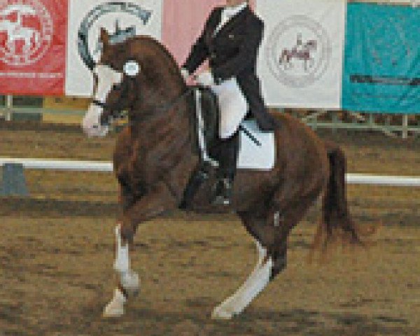 stallion IJSSELMEER (KWPN (Royal Dutch Sporthorse), 1990, from Vosmaer)