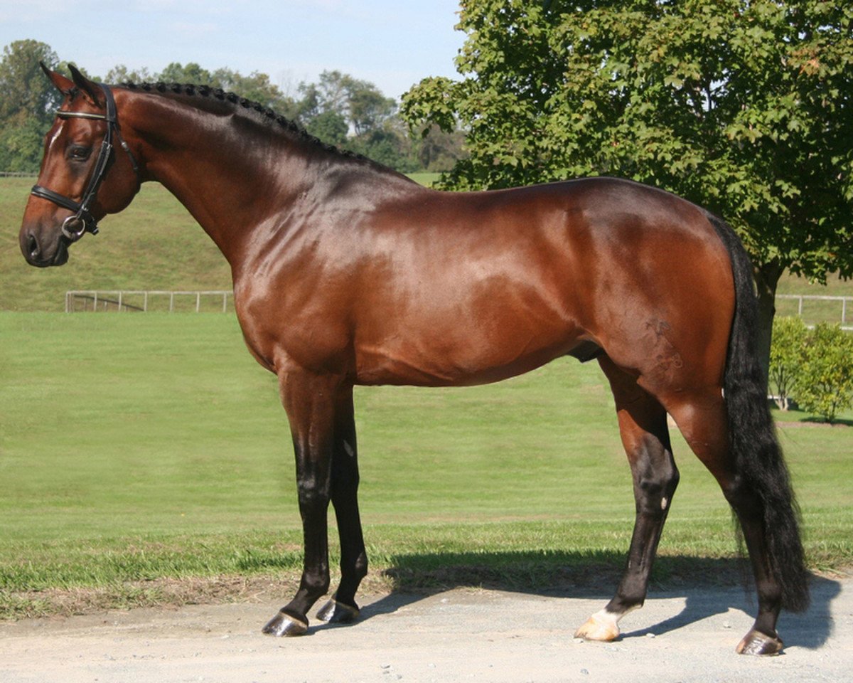 stallion Royal Prince (Hanoverian, 1999, from Rohdiamant)
