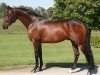 stallion Royal Prince (Hanoverian, 1999, from Rohdiamant)