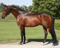 stallion Royal Prince (Hanoverian, 1999, from Rohdiamant)