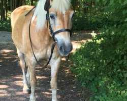 Pferd Nico (Haflinger, 1998, von Novo)