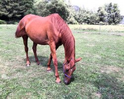 broodmare Novita (Trakehner, 1993, from Sixtus)