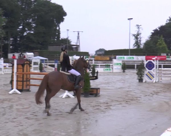 Reitturnier Melle-Ostenfelde 2015