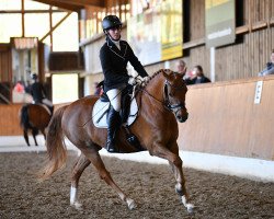 dressage horse Tejke (Nederlands Welsh Ridepony, 2012)