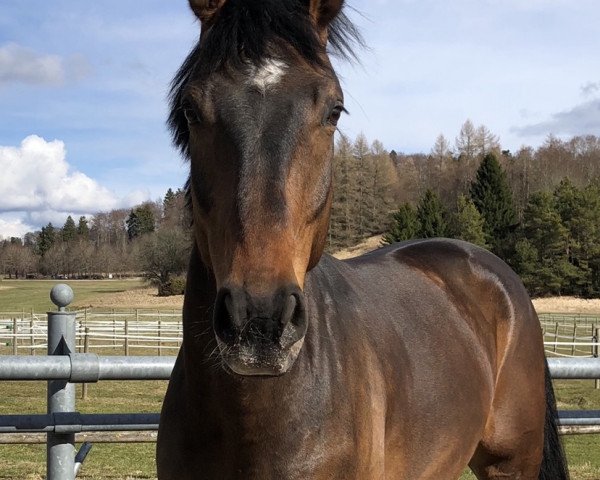 dressage horse Balu Von Worrenberg (Oldenburg, 2012, from Bretton Woods)