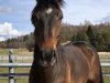 dressage horse Balu Von Worrenberg (Oldenburg, 2012, from Bretton Woods)