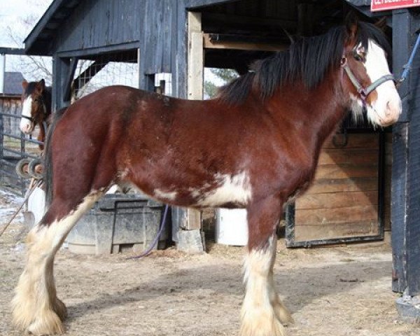 Pferd Mistyland Booker (Clydesdale, 2013, von Maple Stone Reflection)