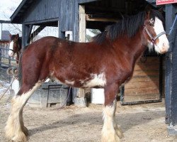 Pferd Mistyland Booker (Clydesdale, 2013, von Maple Stone Reflection)