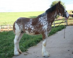 horse Mistyland Autumn (Clydesdale, 2011, from Alamar Rusty)