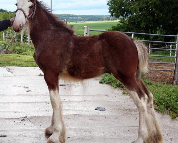 horse Mistyland Apollo (Clydesdale, 2014, from Westwood Royal H.C. Dennis)