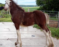 Pferd Mistyland Apollo (Clydesdale, 2014, von Westwood Royal H.C. Dennis)