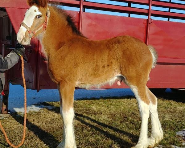 horse K.D.J.'s Jokers Wild (Clydesdale, 2018, from Pinnacle's Nihilater Extreme)