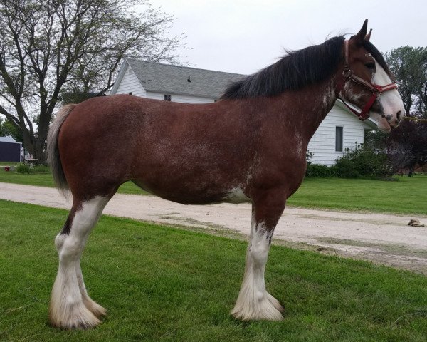 broodmare Mistyland Angie (Clydesdale, 2011, from Westwood Royal H.C. Dennis)