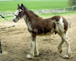 horse Mistyland Ace (Clydesdale, 2013, from Pinnacle's Chancellor)