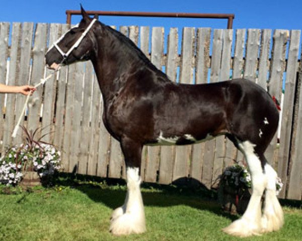 horse Misty Valley Nikki (Clydesdale, 2006, from Wooden Spoke Willy Maxton)