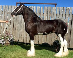 Pferd Misty Valley Nikki (Clydesdale, 2006, von Wooden Spoke Willy Maxton)