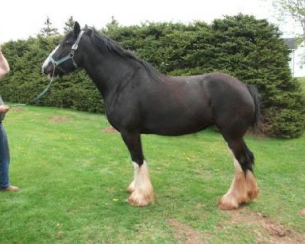 Pferd Misty Valley Moriah (Clydesdale, 2009, von Willow Way Bacardi)