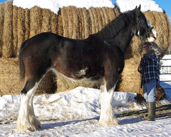 Pferd Misty Valley Lilly (Clydesdale, 2011, von Hewal Midnight Brown Bowler)