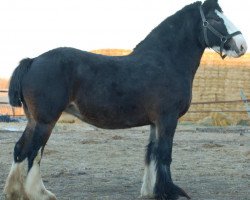 Pferd Misty Valley Bonnie Sue (Clydesdale, 2006, von Grandview Eli's Just-In-Step)