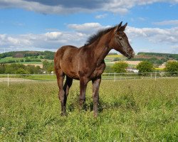 Springpferd Malvenzauber (Trakehner, 2020, von Zauberreigen)