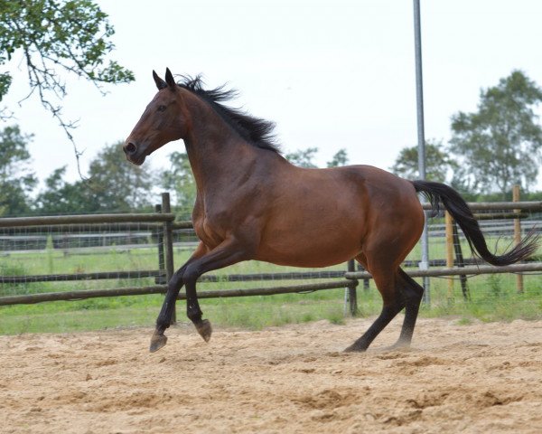 horse Vio (Hanoverian, 1999, from Waldstar xx)
