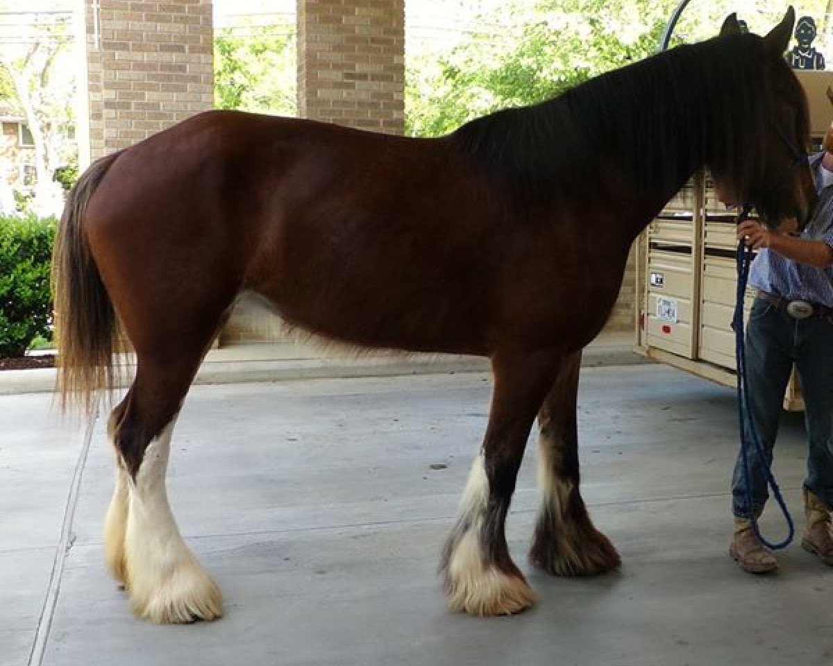 horse Tablerock's Miss Sassafras (Clydesdale, 2007, from N.D.F. Forest's Jack)