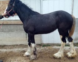 horse Miss Queen of Rock-N-Hill (Clydesdale, 2016, from Grandview Jack's Warlock)