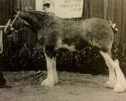 Zuchtstute Millie-Annie Myr Vang (Clydesdale, 2000, von Hatfield Hochtaler)