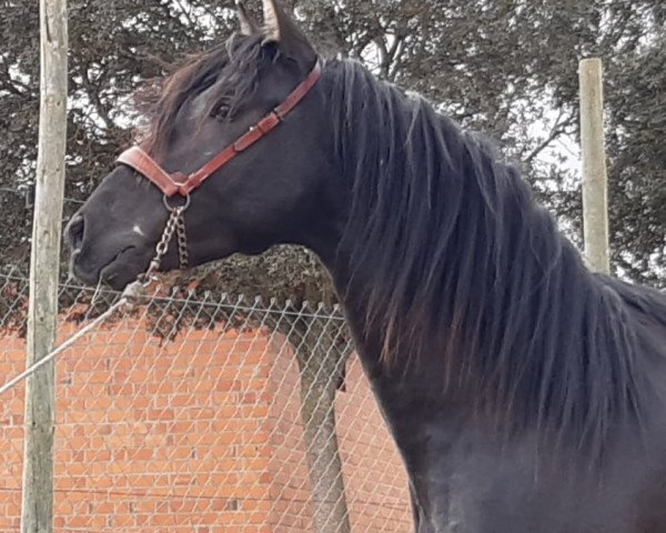 horse BAMBU (Pura Raza Espanola (PRE), 2017)