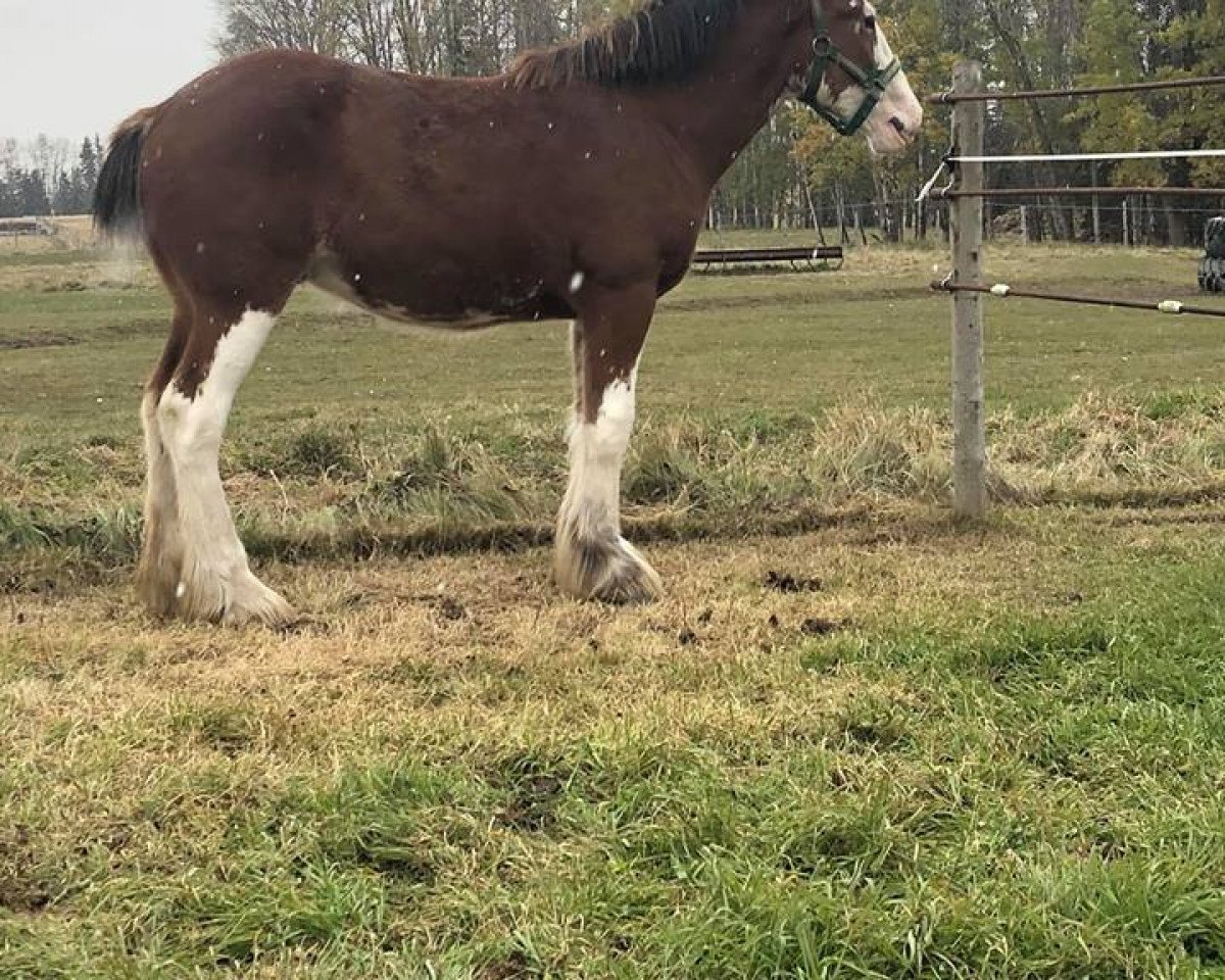 Pferd Mikashan Lincoln (Clydesdale, 2017, von Armbro Andrew)