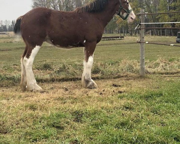 Pferd Mikashan Lincoln (Clydesdale, 2017, von Armbro Andrew)