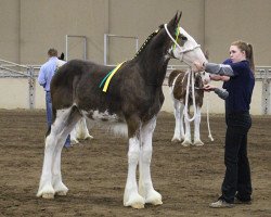 horse Mikashan Laddie (Clydesdale, 2017, from Armbro Andrew)