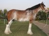 broodmare Wild Rose King's Flipper (Clydesdale, 1997, from Torrs King O'Galloway)